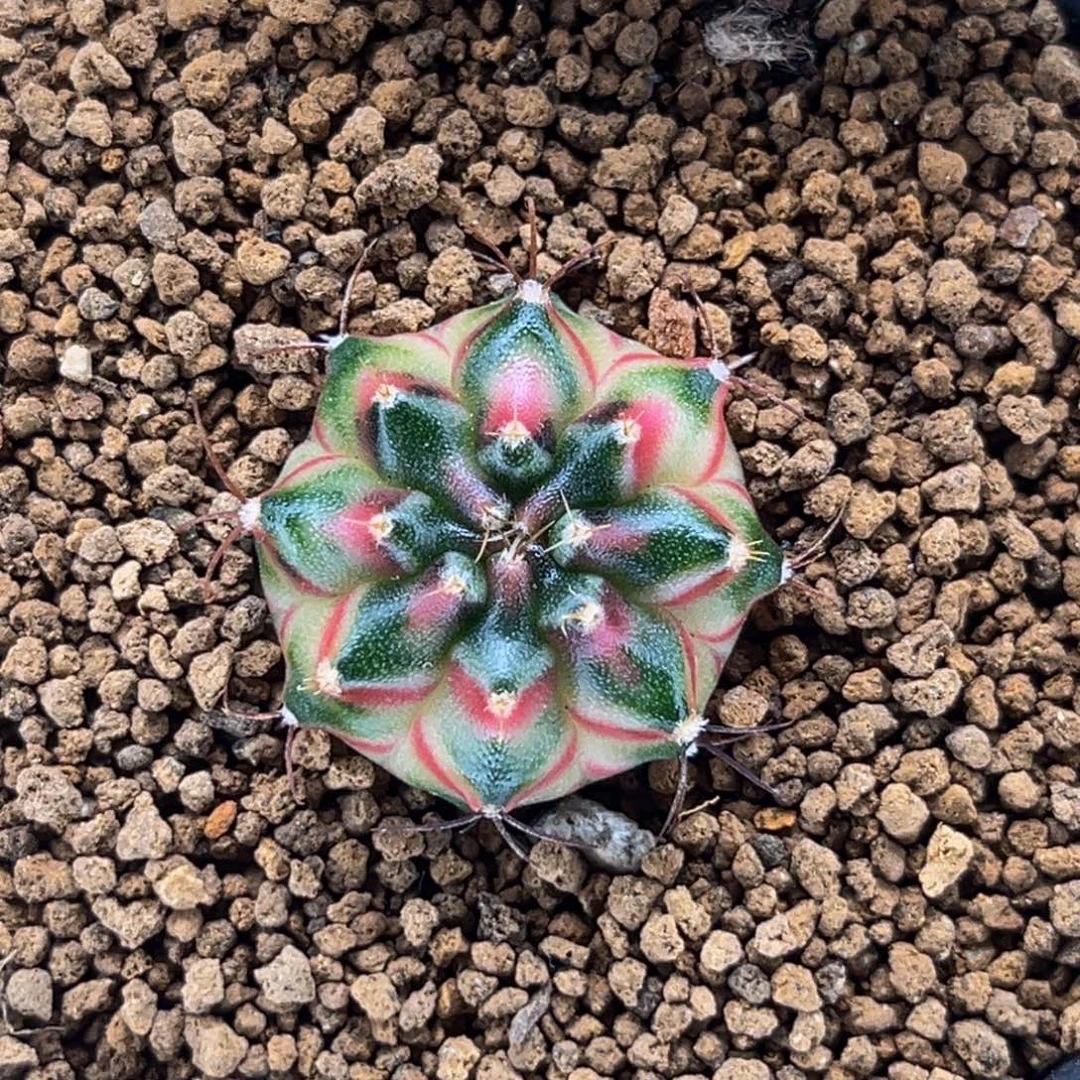 桃太郎后代 米哈仙人球