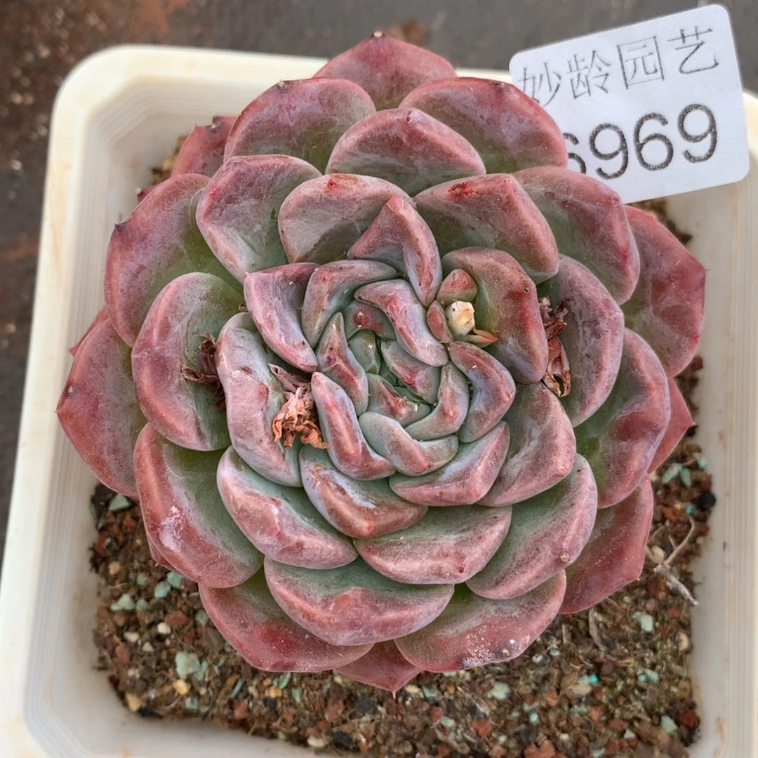 6969杂交精品基地9厘米