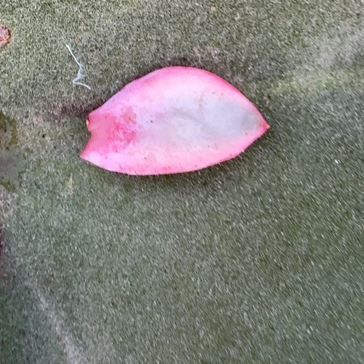 粉月亮叶片一物一拍