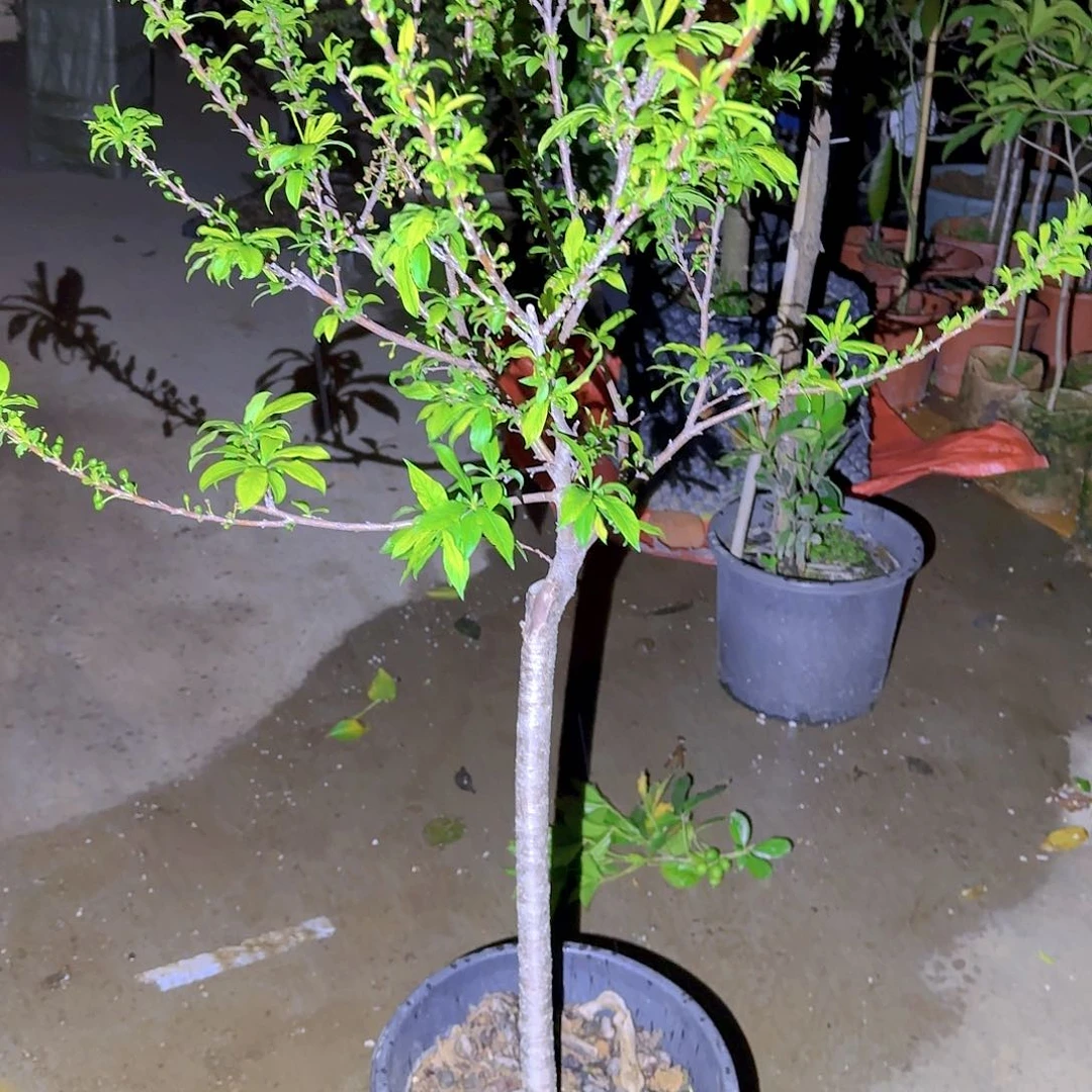 力*果树11111111111111