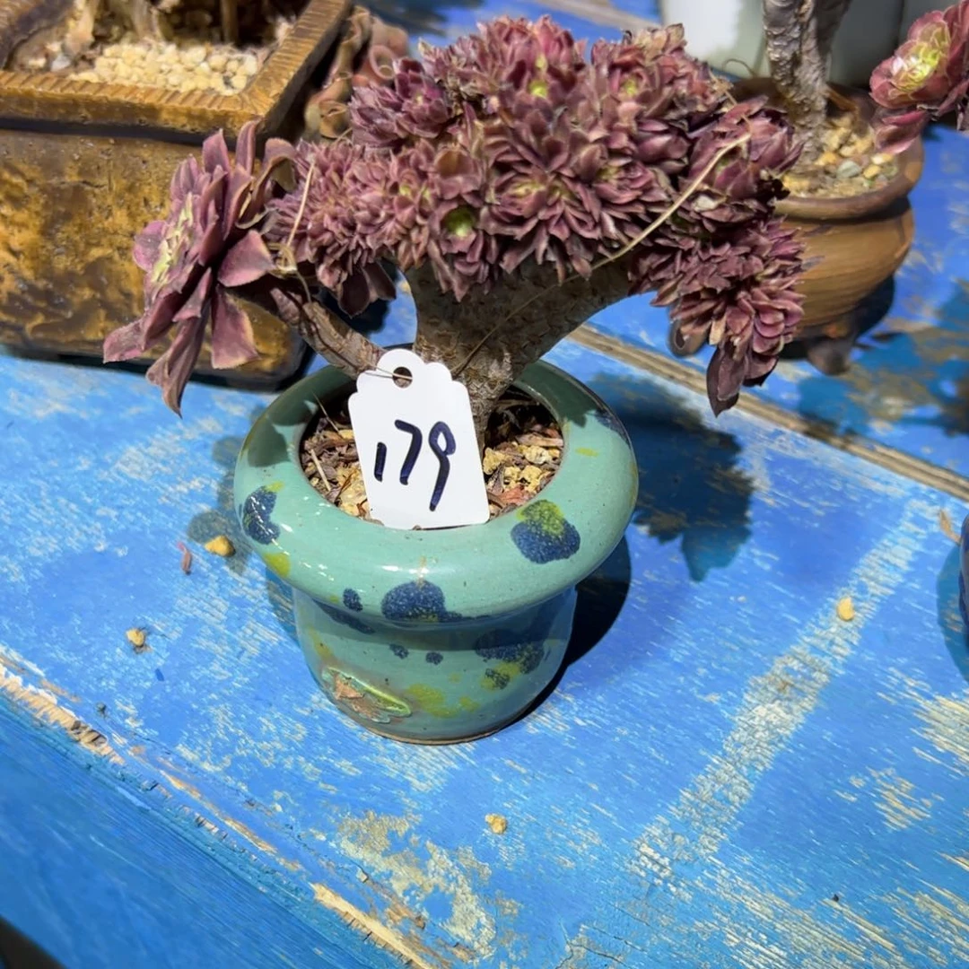 水墨化缀化老桩带盆179号