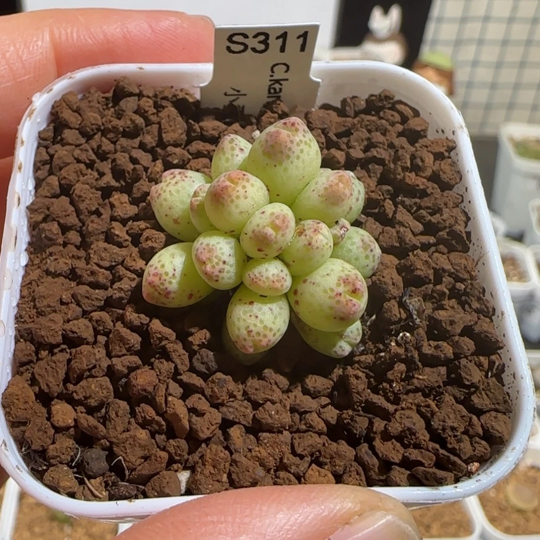 绝***佳肉锥多肉植物组合-草莓斑马有疤699