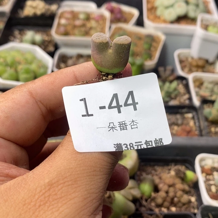 嗨***呦52566699999999999999