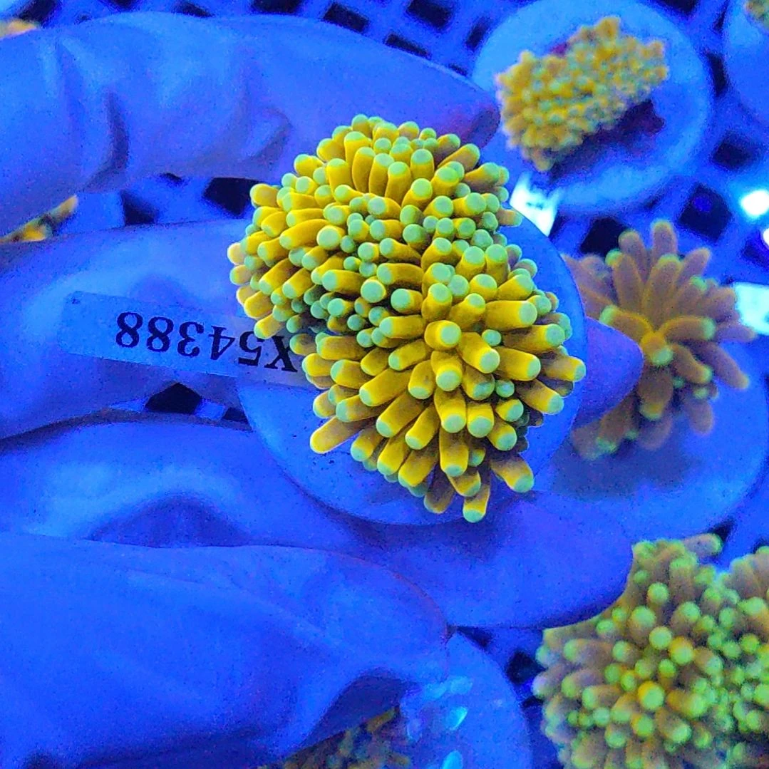 智海珊瑚不支持退货不包邮接受下单