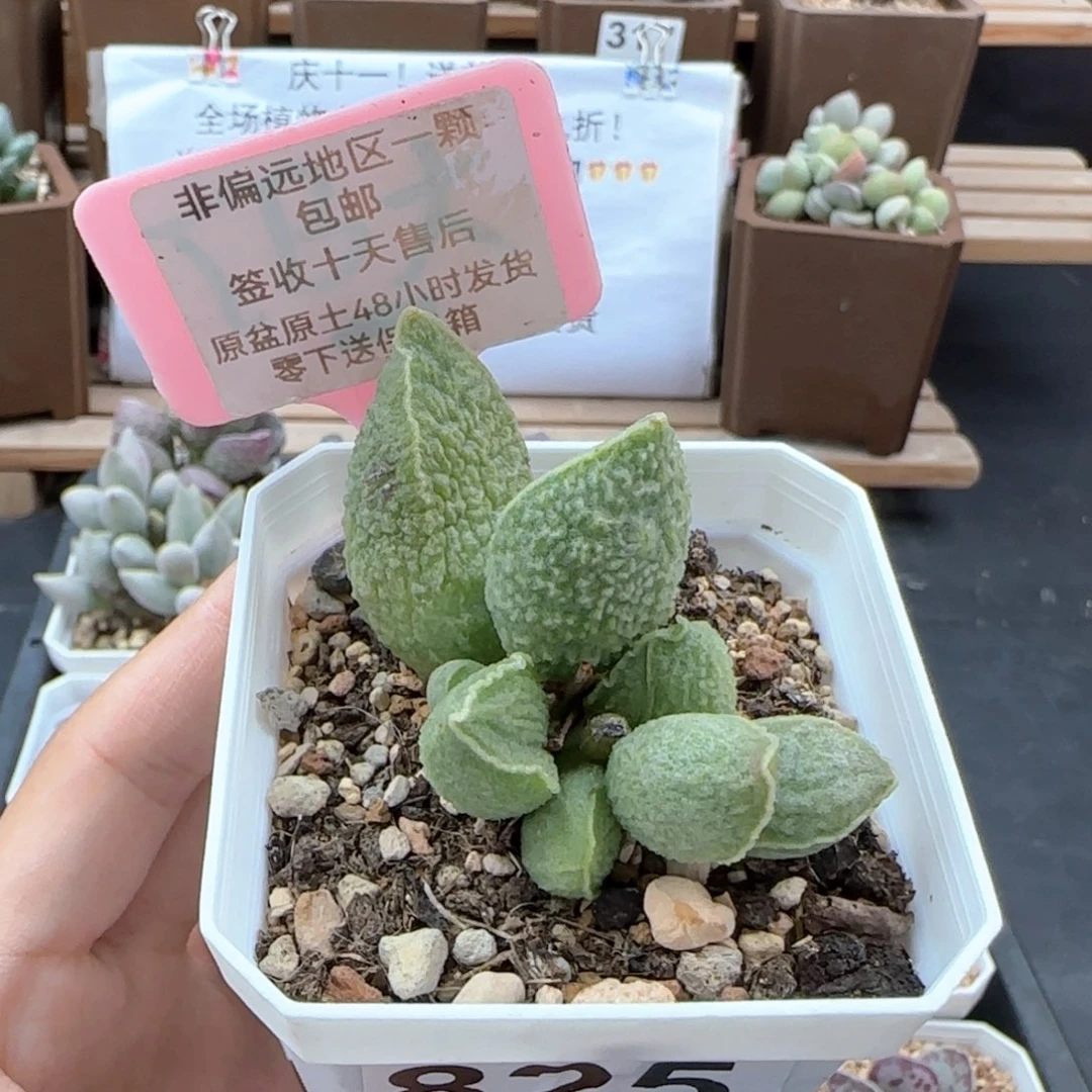 825绿皮多肉植物