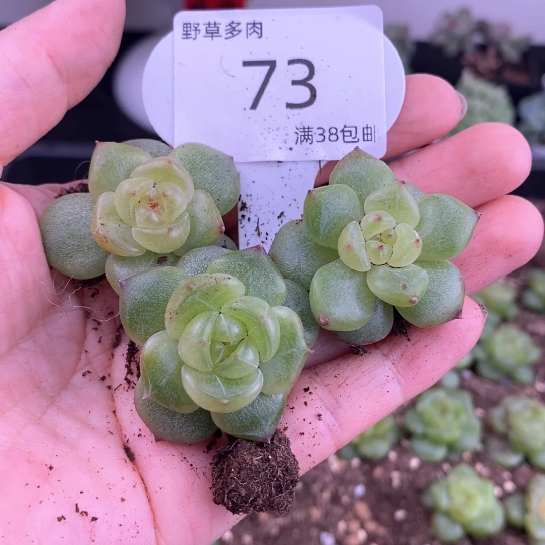 73号珍妮三颗一组包邮