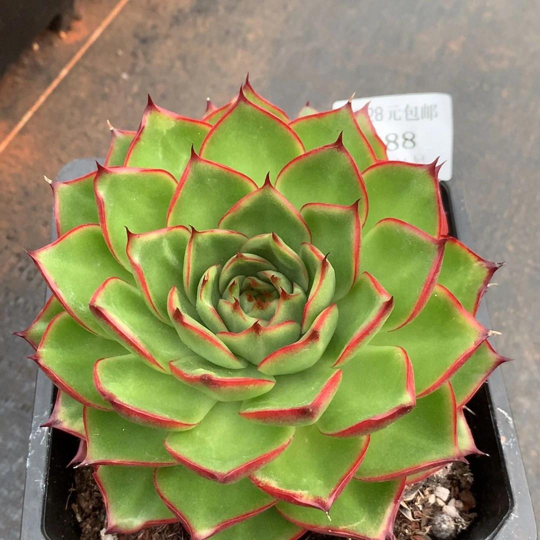 【闪购商品】云288号