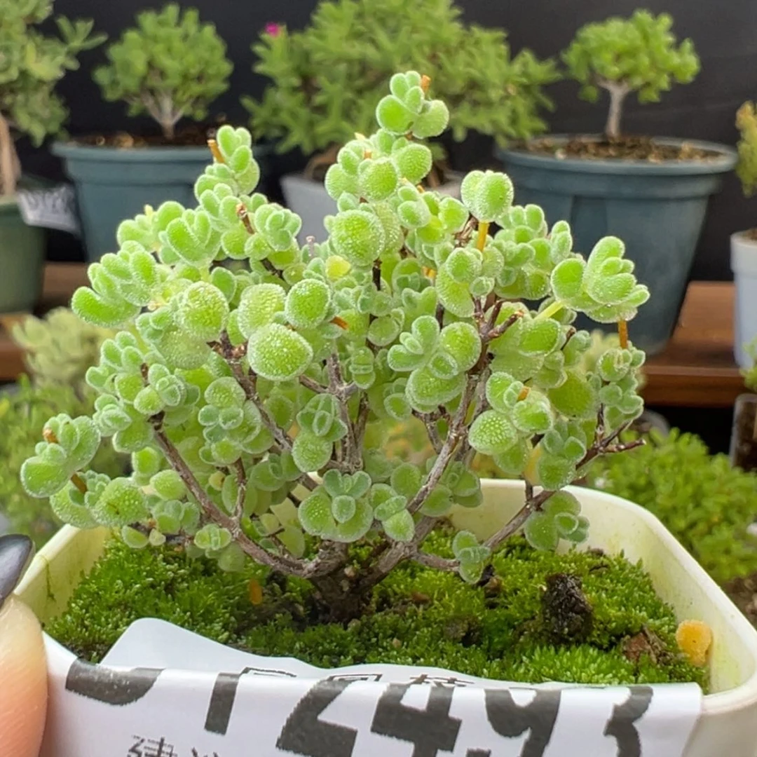 【闪购商品】实生dy2493莱斯盆口5cm