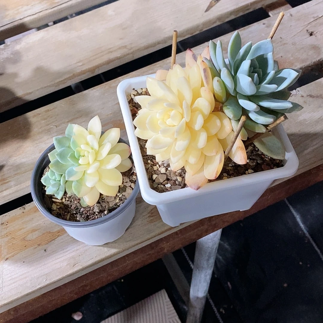 彩****渣多肉植物老桩多肉植物老桩多肉