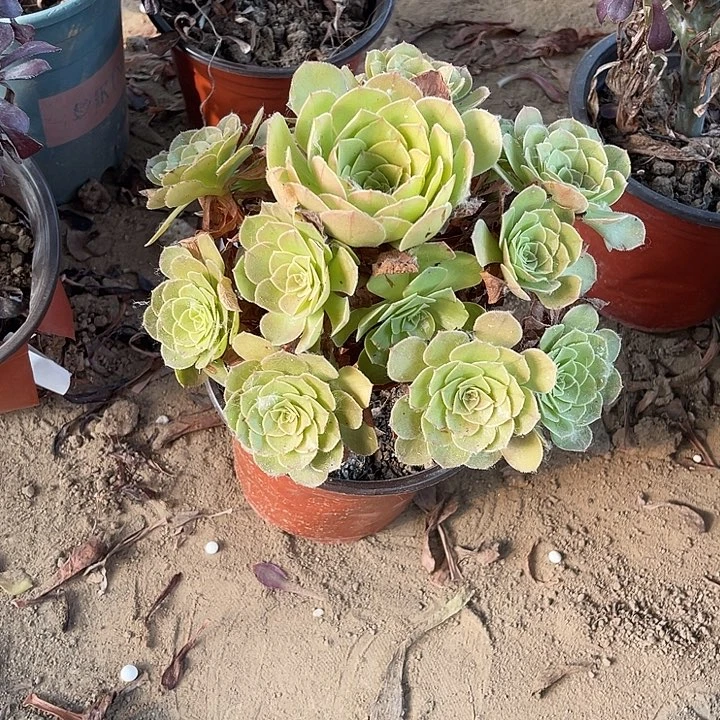 万胜节玫瑰玫瑰玫瑰