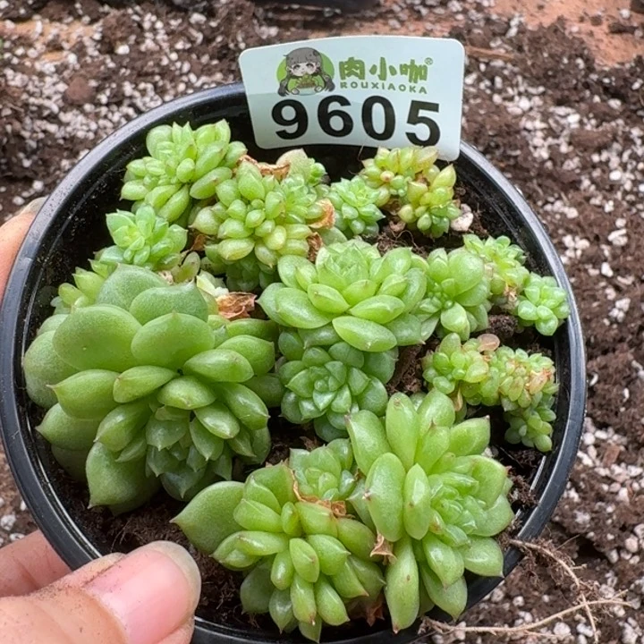 当前无花朵，栽培后可花朵多肉植物多肉植物