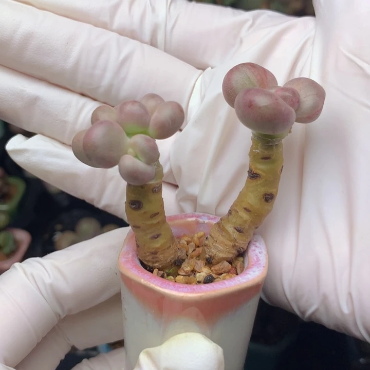 嗯***啊一物一拍 双头 老粗桩