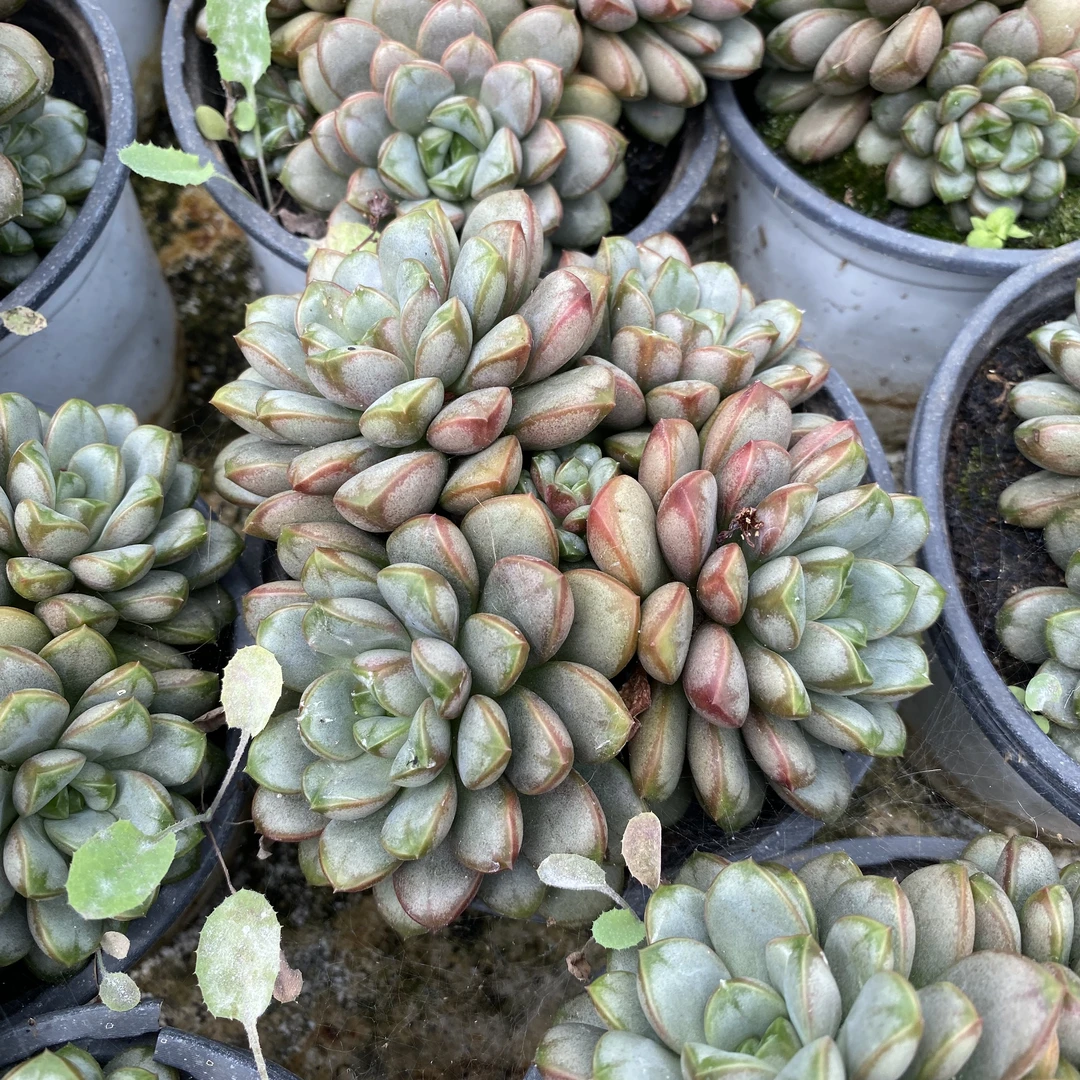 精品多肉葡萄盆栽室内小绿植美观好养（38包邮）