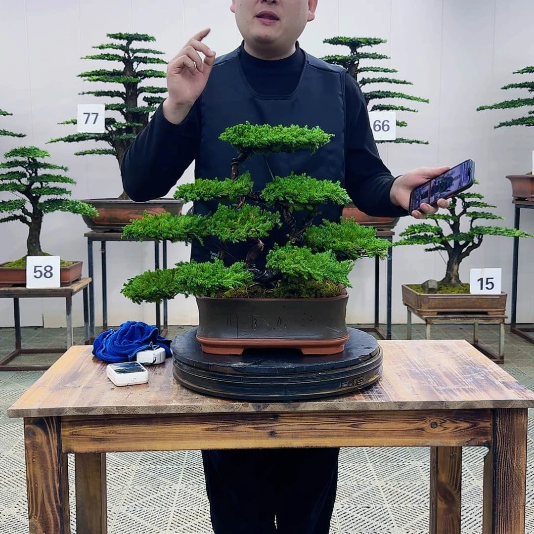 盆景柏树造型盆景