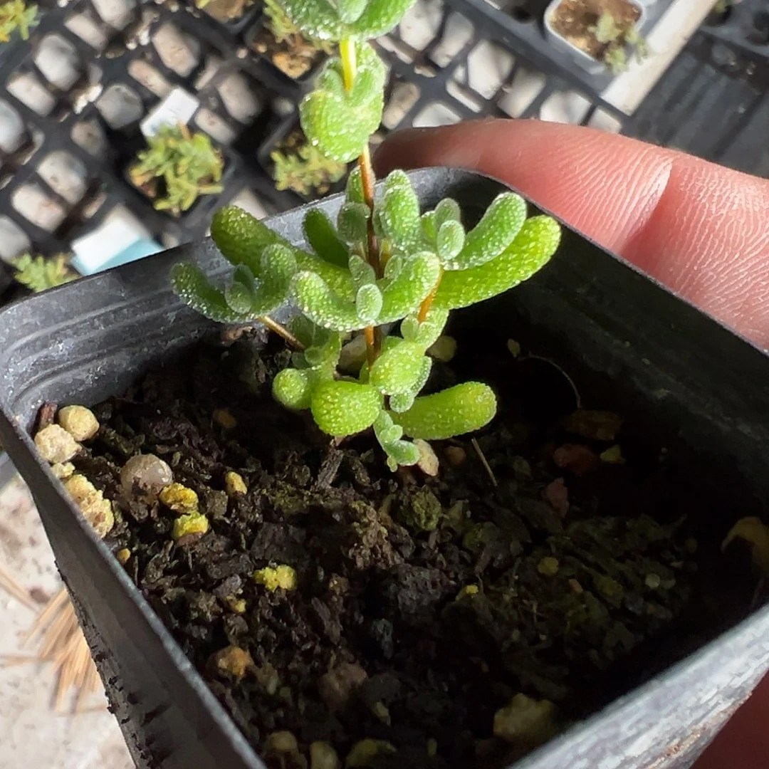 翡翠小树型55杯精品