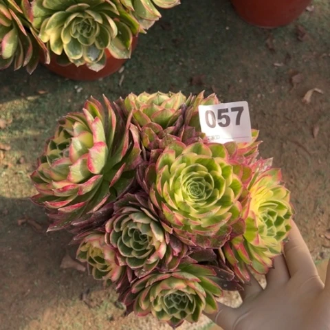 057海王朵朵多肉，