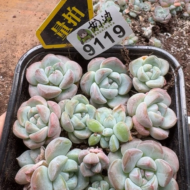 当前无花朵，栽培后可花朵多肉植物多肉植物