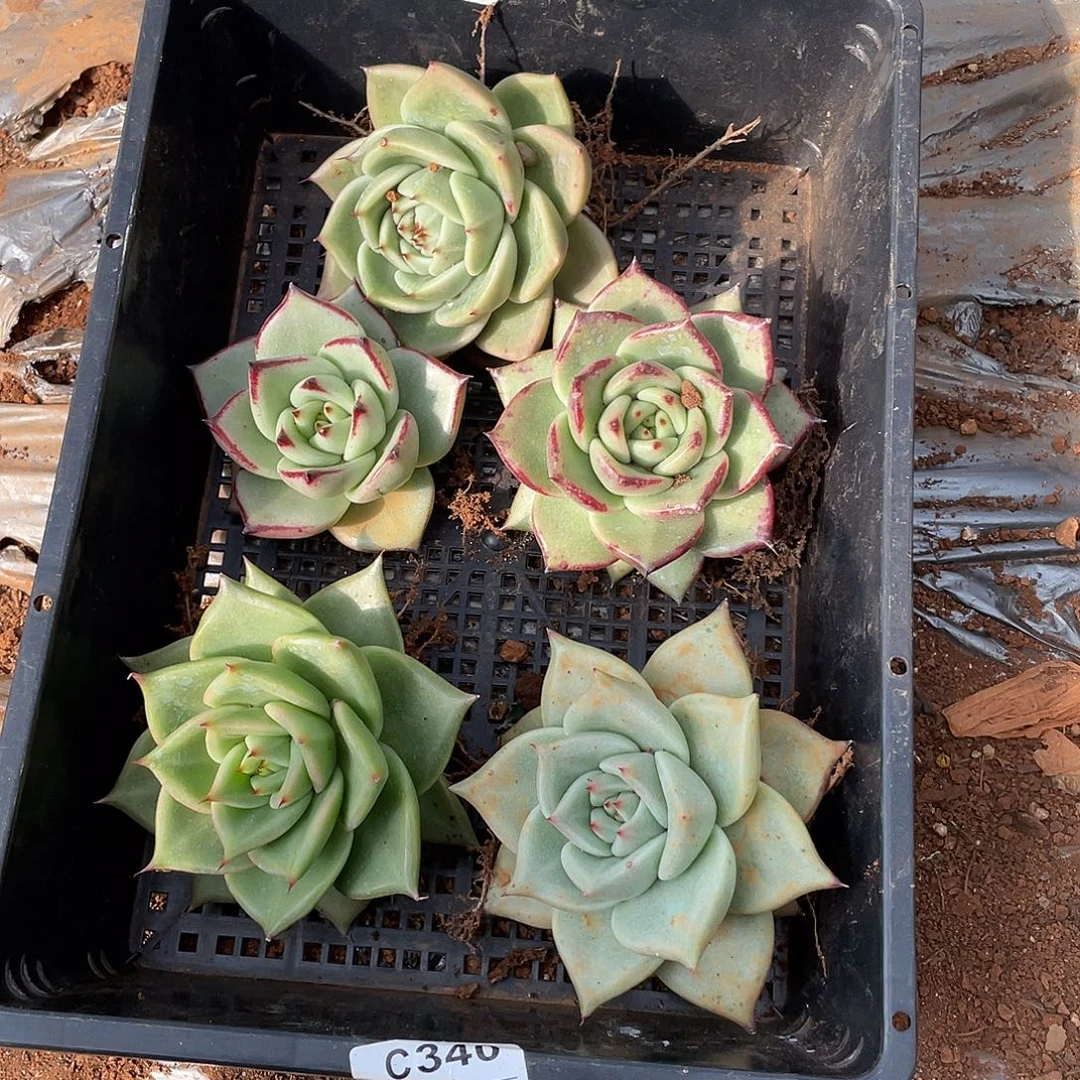 若如东云单拍A553