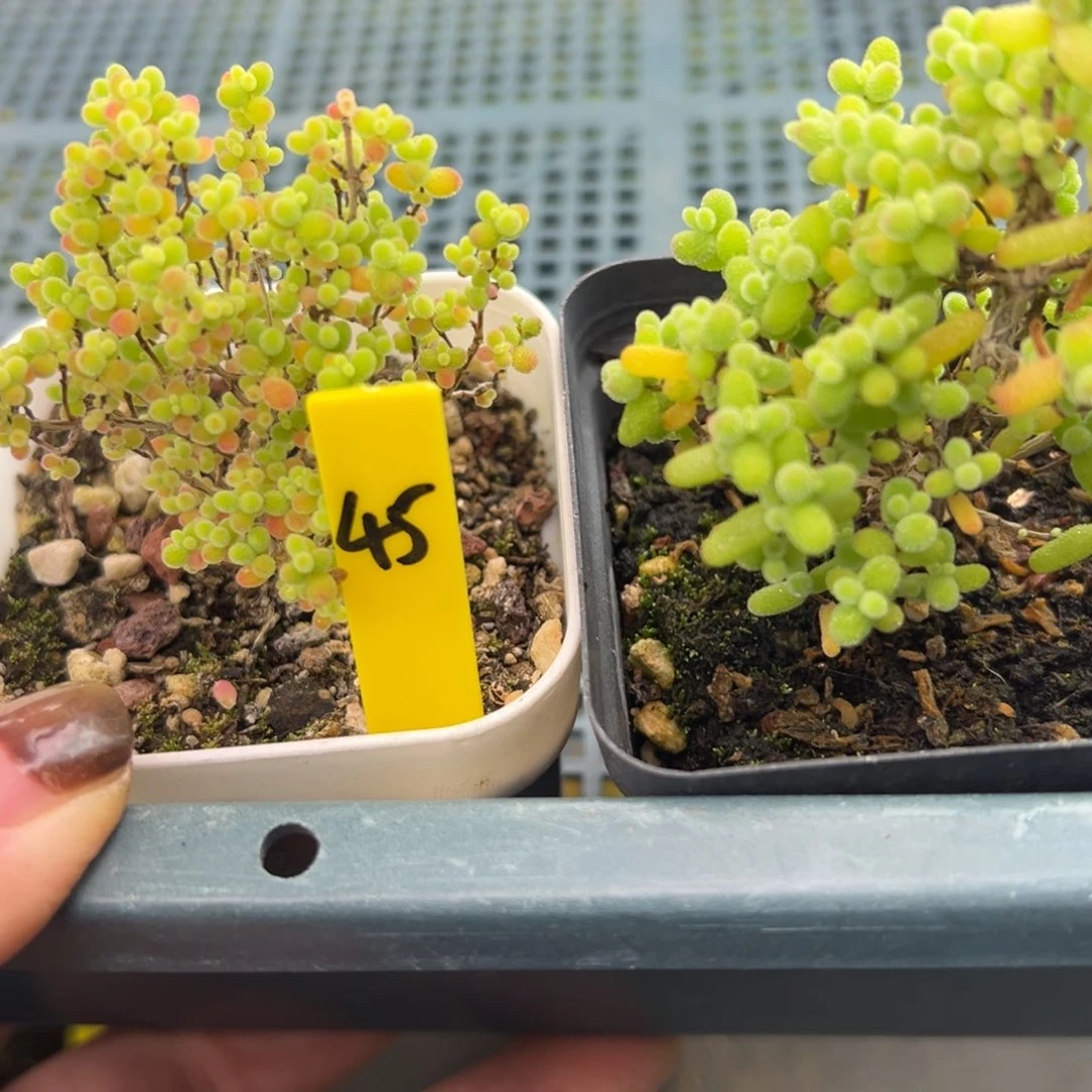 金桔蜜橘组合45号5cm盆