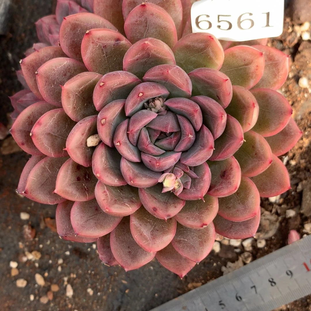 6561杂交多肉植物