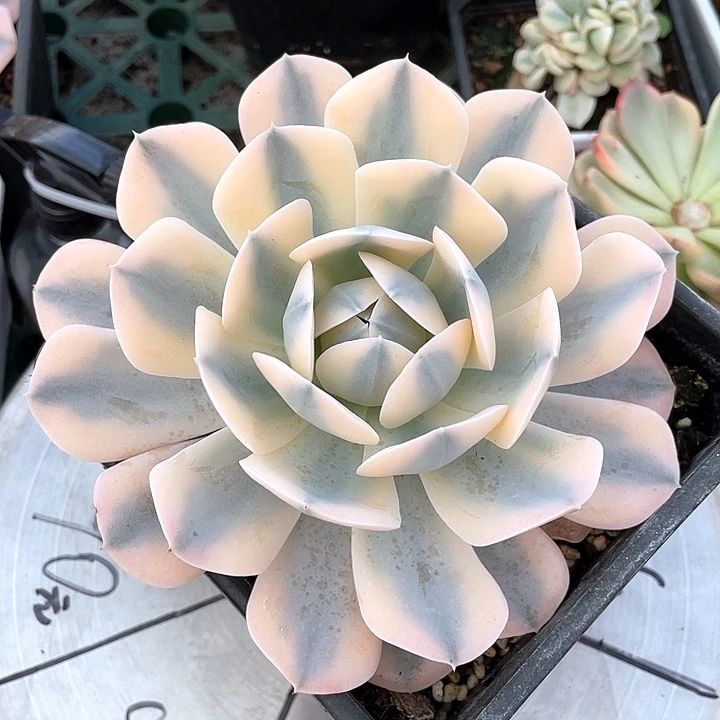 卢氏锦一物一拍锦龙