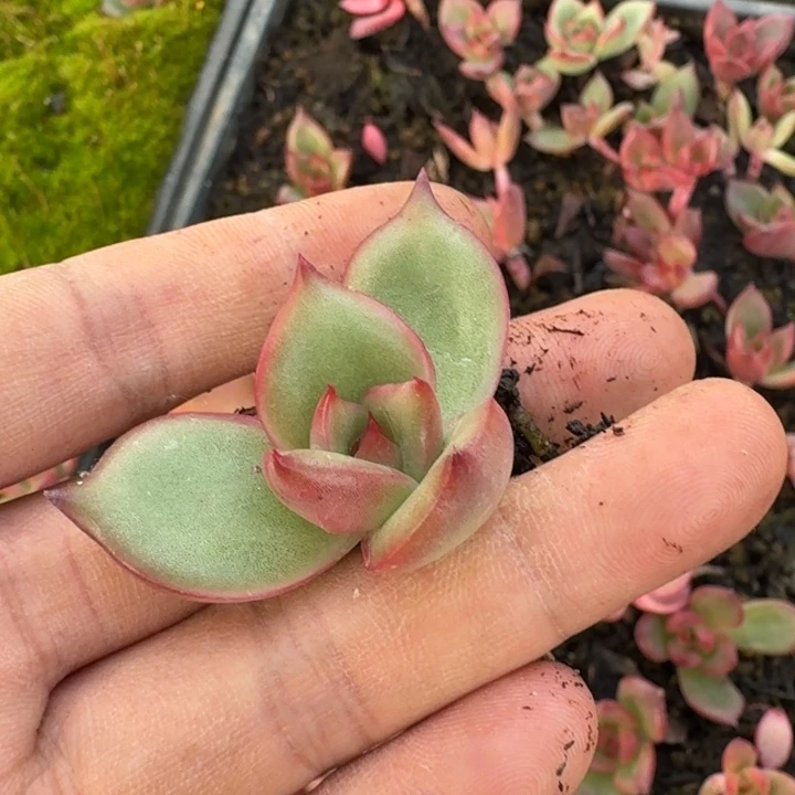 血月一颗量拍发货29-49左六对着的穴盘