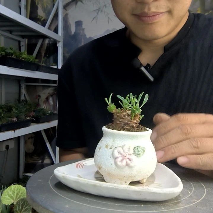 杨*木中青园艺一物一拍43