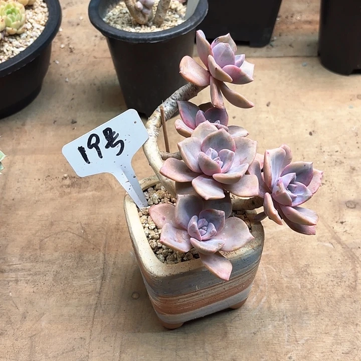 多肉植物，彩虹糖19号