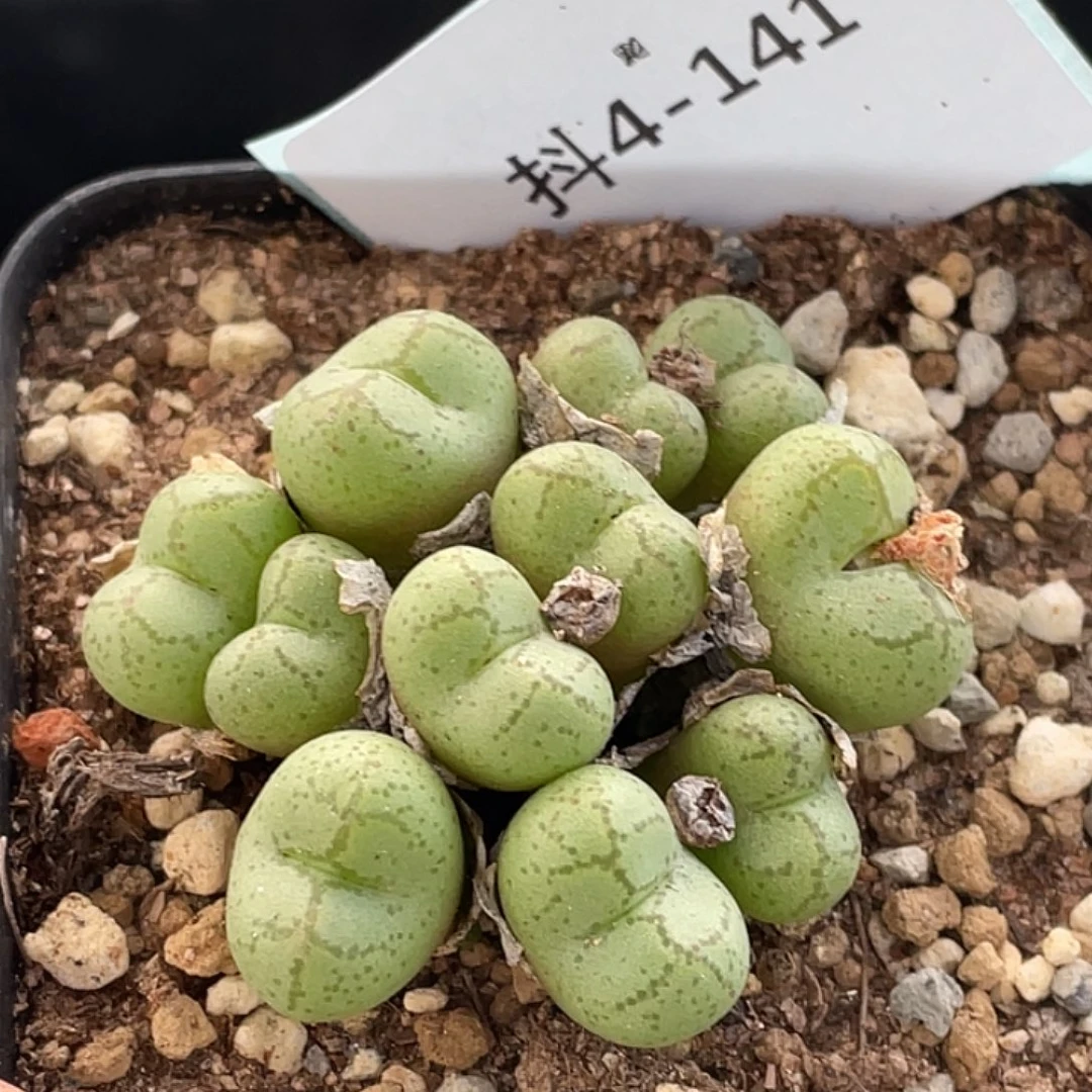 4-141猴多肉植物肉锥