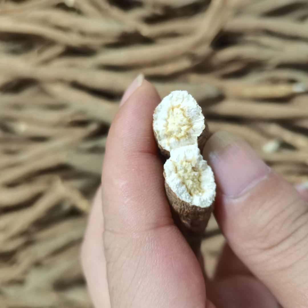 阿坝高山高海拔藏土当归现收整根独角当归炖汤煮水鲜甜