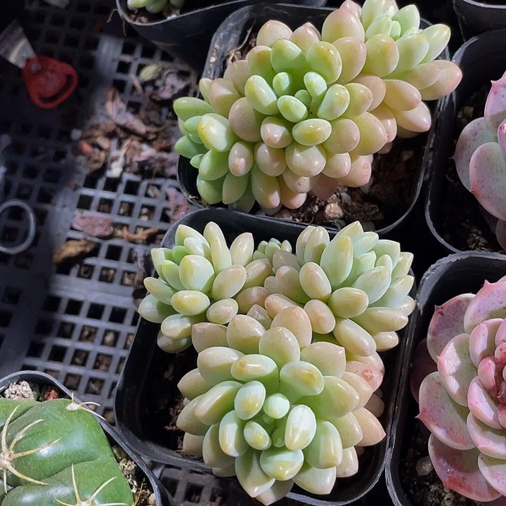 6.5方洛可可群带盆