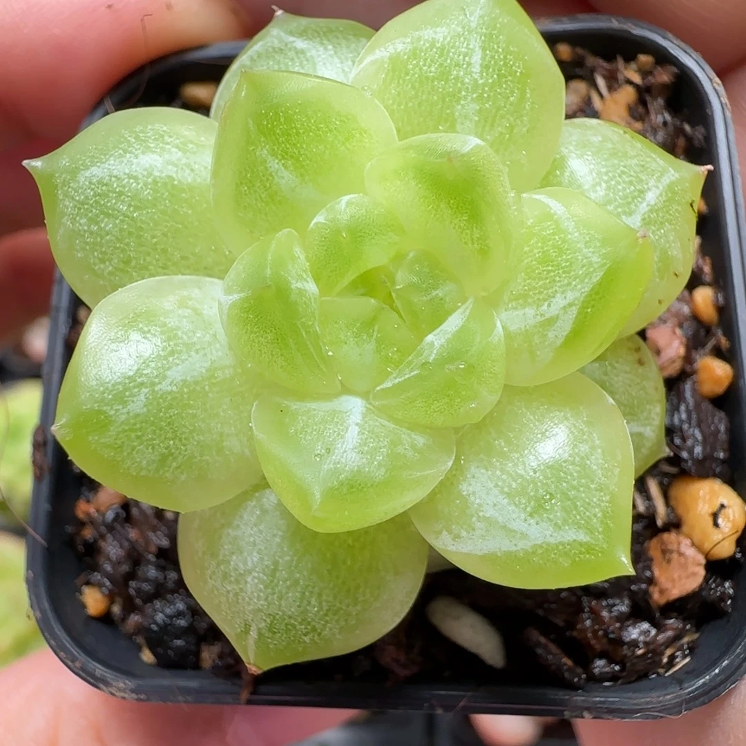 超透糯米糍质感珍妮