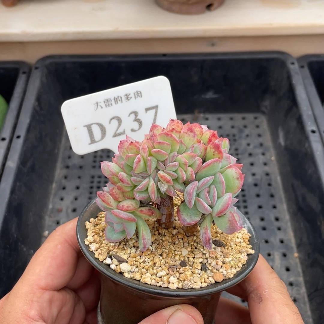 237莎莎缀不带盆7厘米