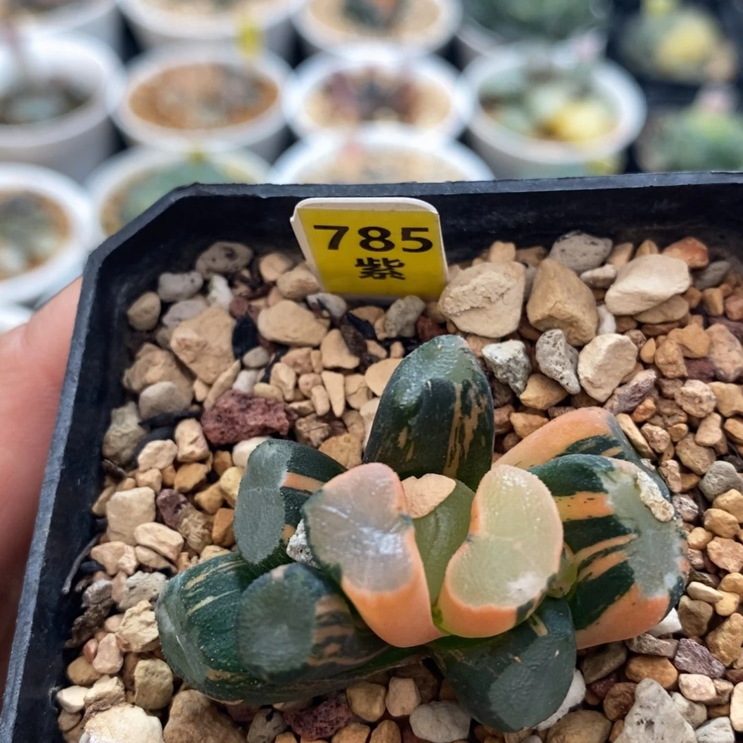 不开花植物785大明湖