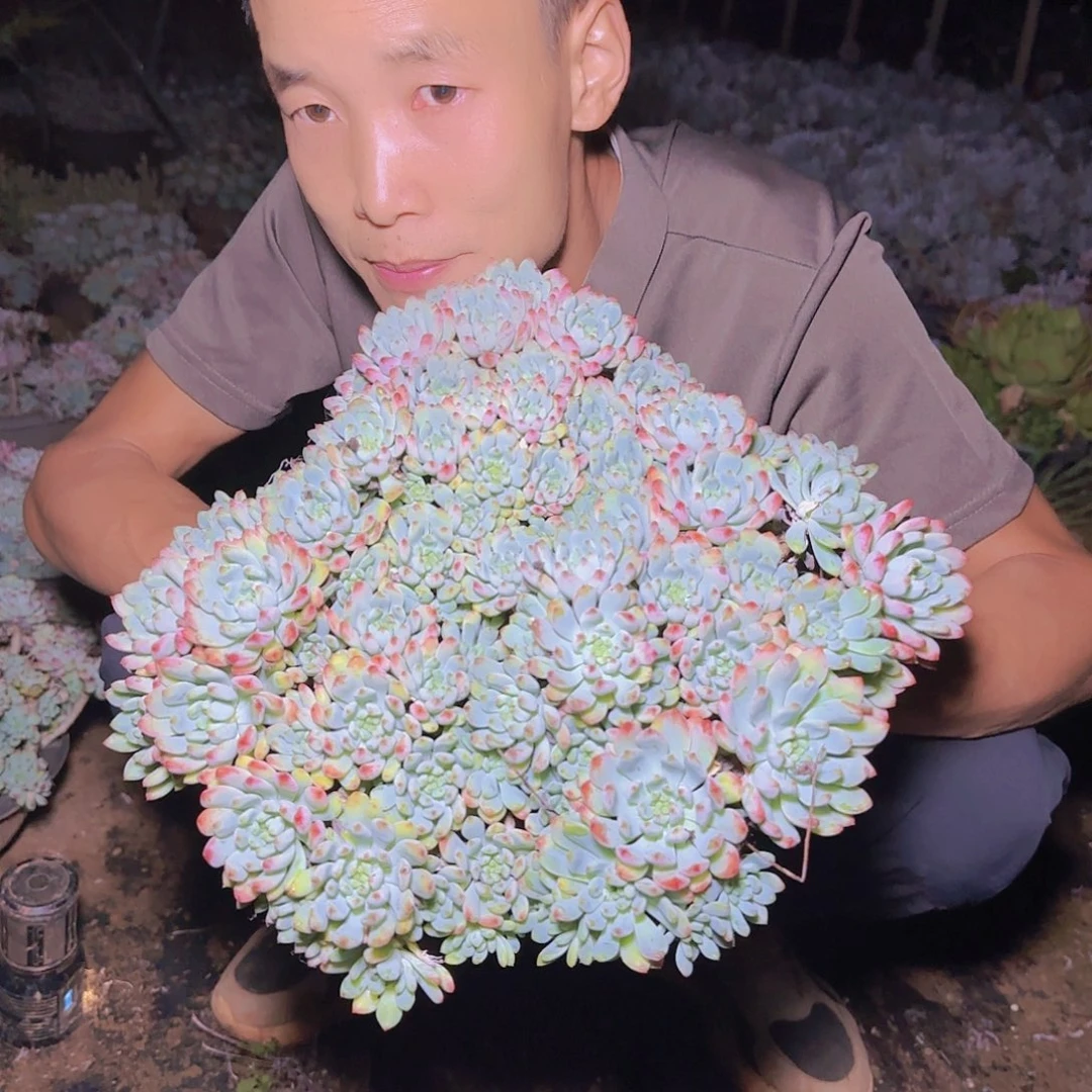 盆栽蓝苹果多肉多肉