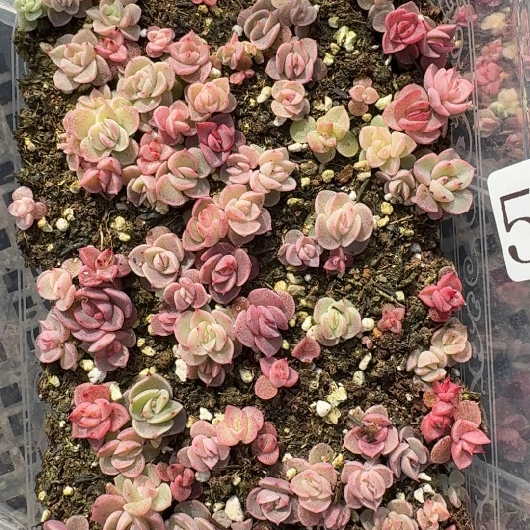 多肉植物多肉植物516