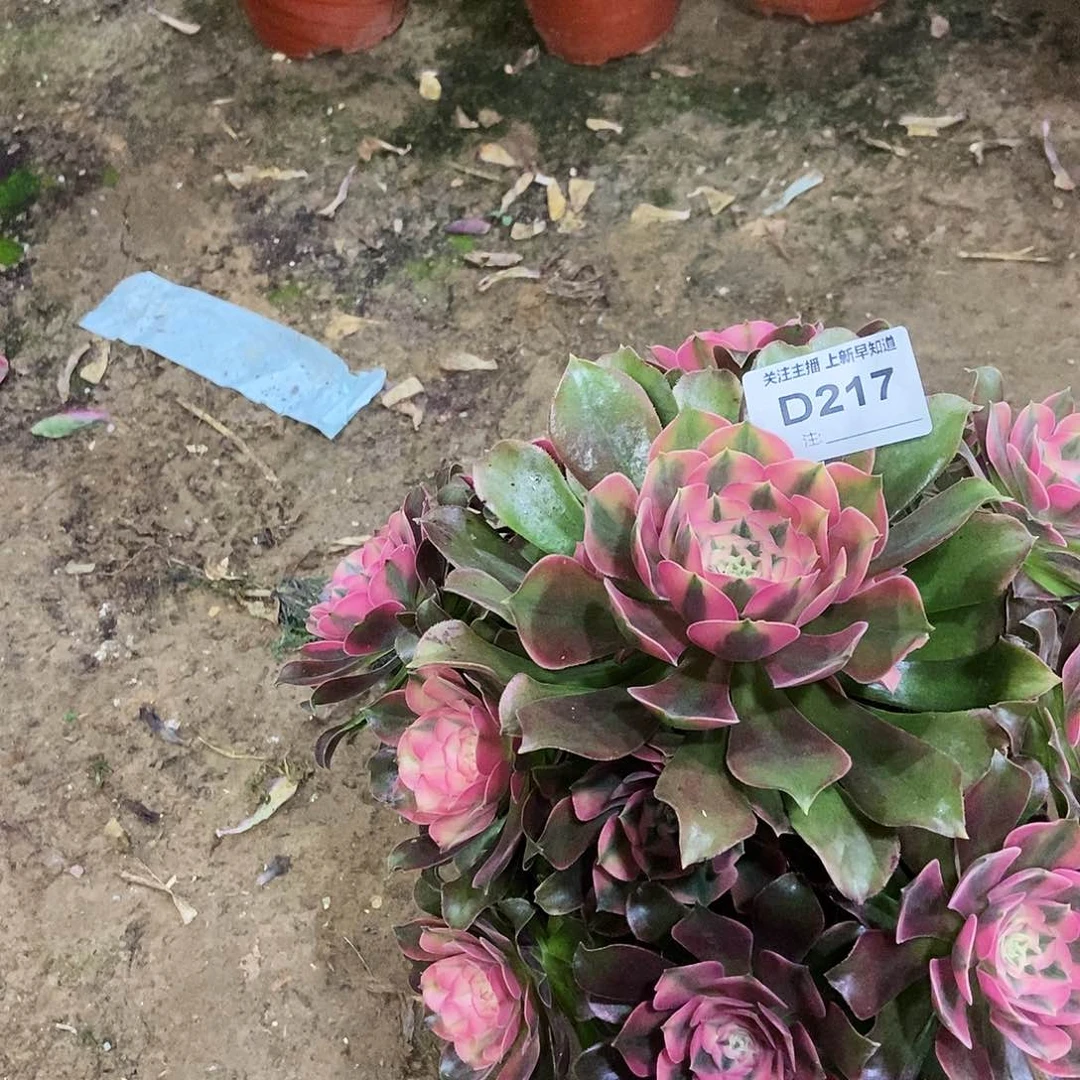 大**利多肉21700000000