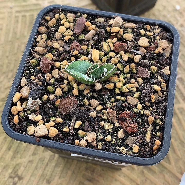 ?****?龙舌兰仁王冠籽播表妹