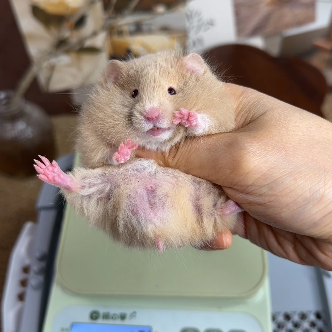 香槟弟弟10.25生日