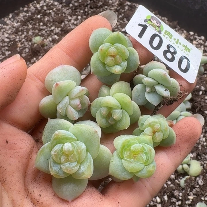 无花朵多肉植物多肉植物