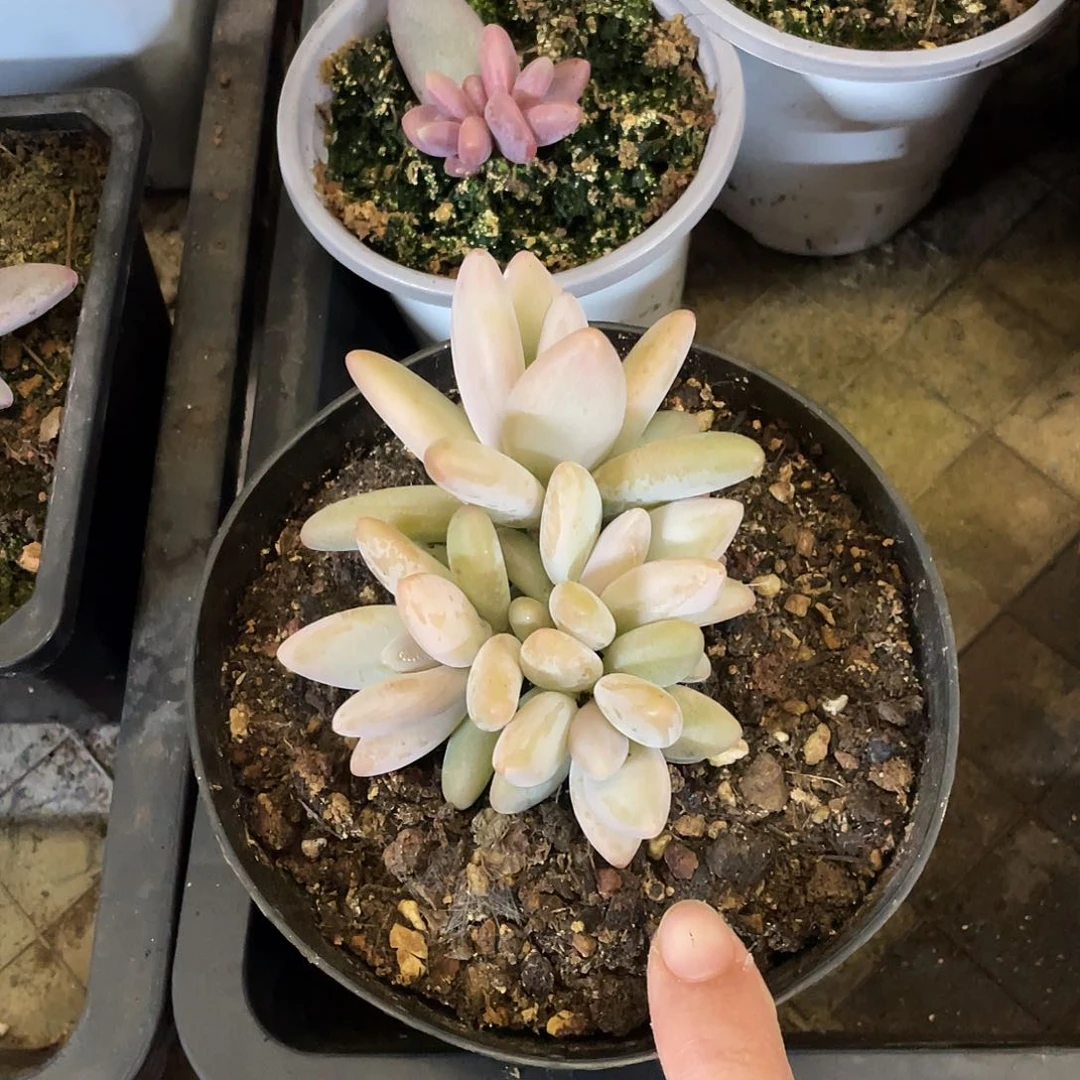 多肉植物的生长发育与生长发育