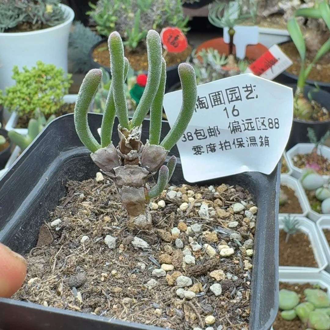 16号碧光环多肉。