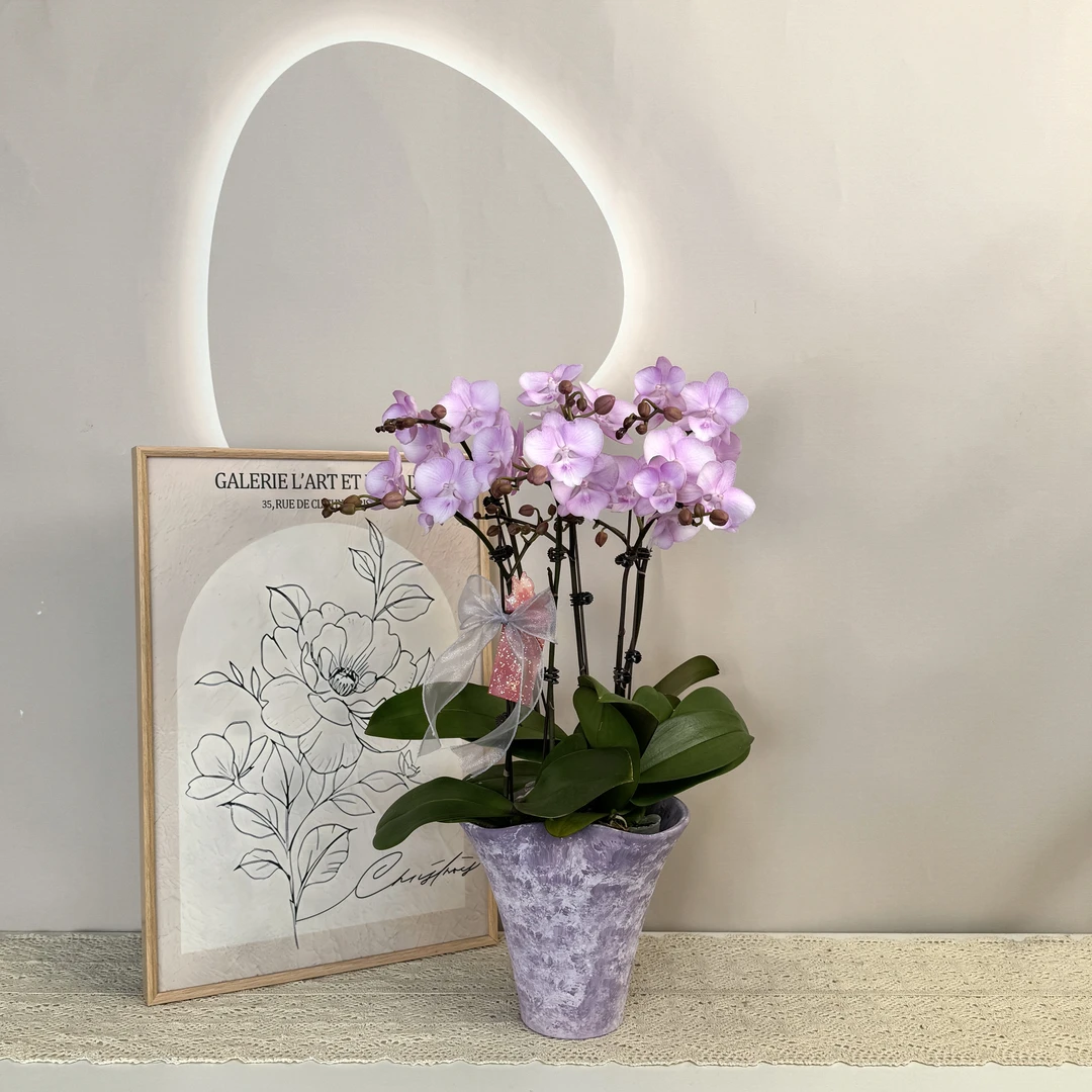 【神仙姐姐】蝴蝶兰 粉紫色系 高端室内绿植 送人送礼 源头基地直发