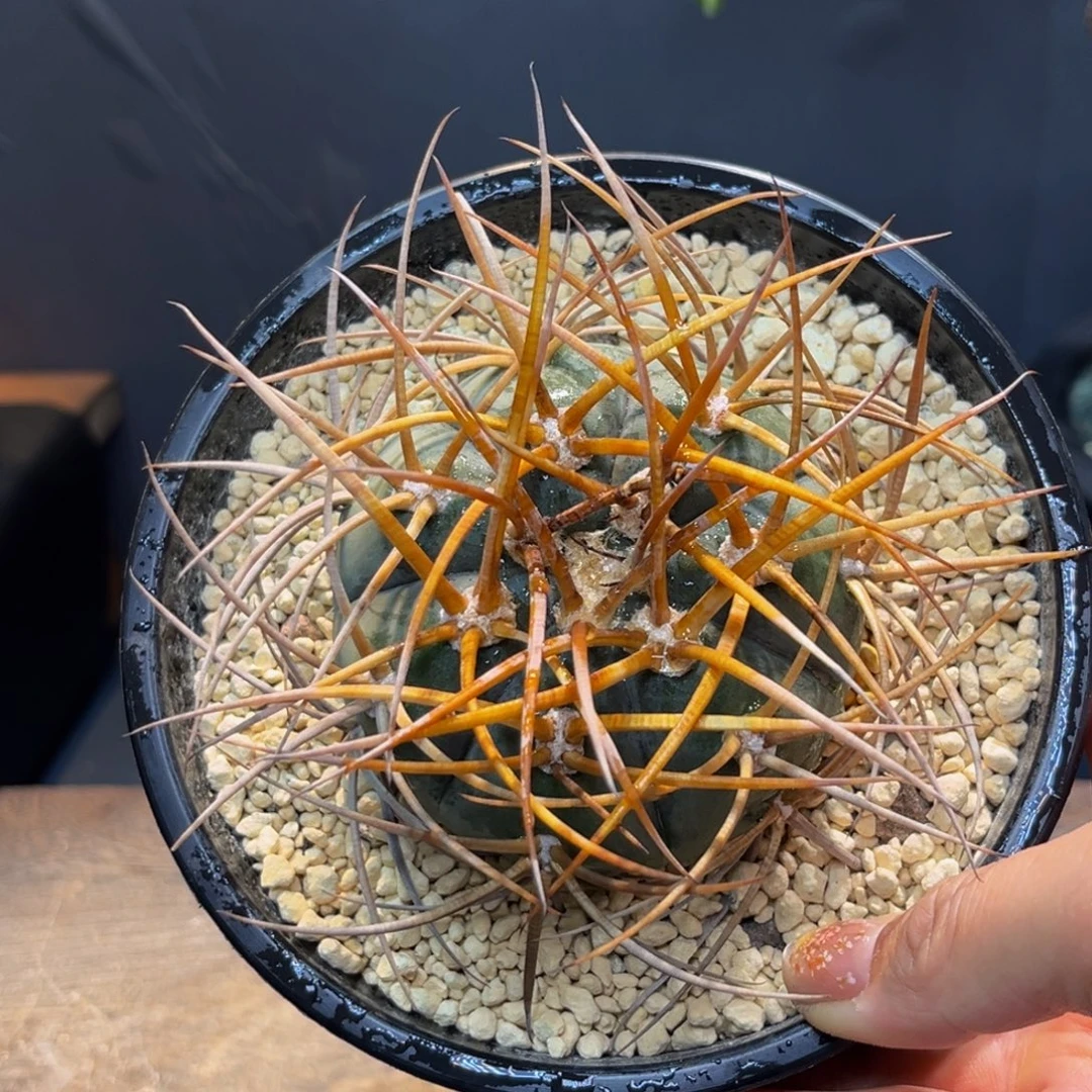 光琳Zzzzzzzzzzzzzz