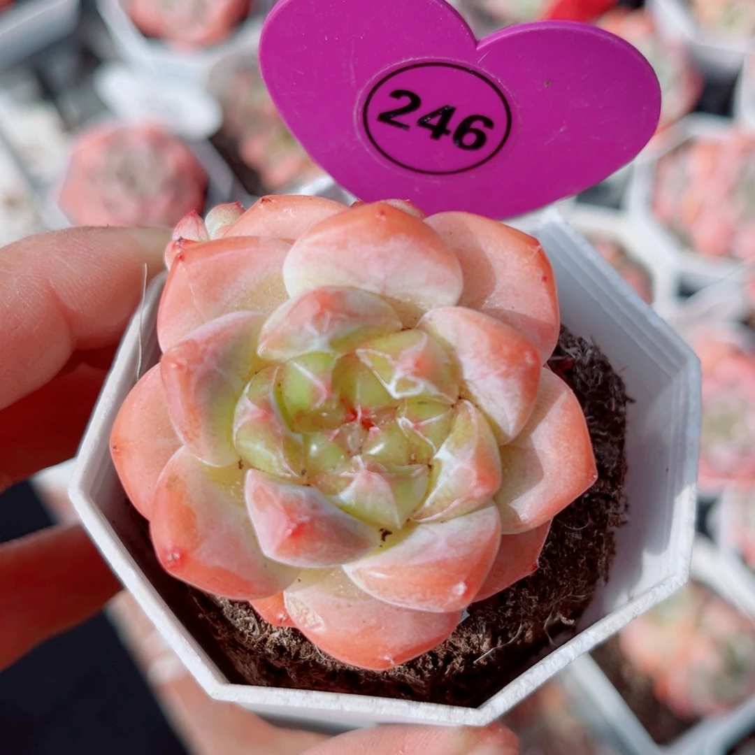 246号小老桩糖心群