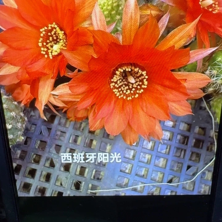 261白檀西班牙阳光3个无根侧牙，20包邮