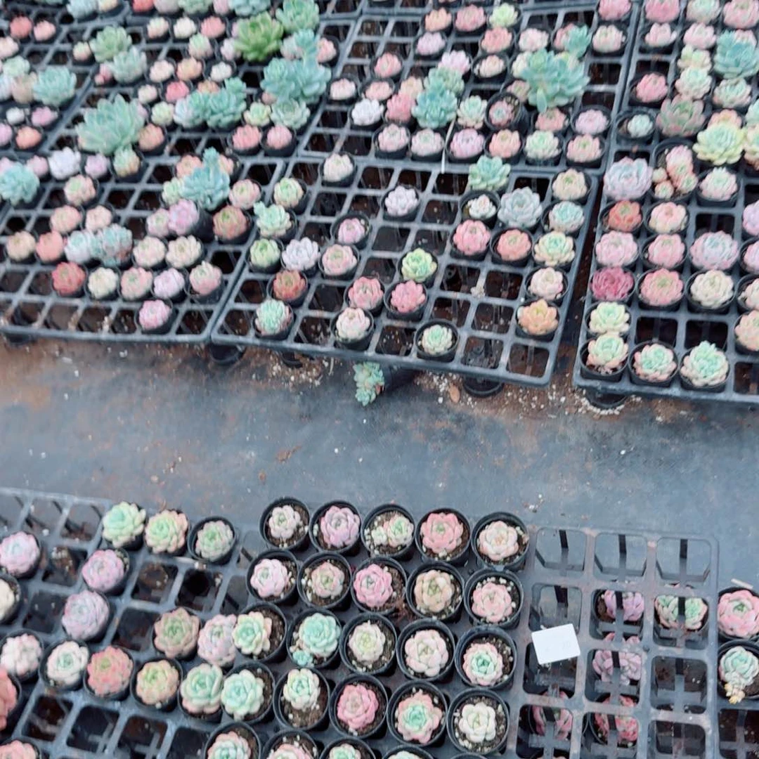 梦露母本杂交三十颗量拍4-20