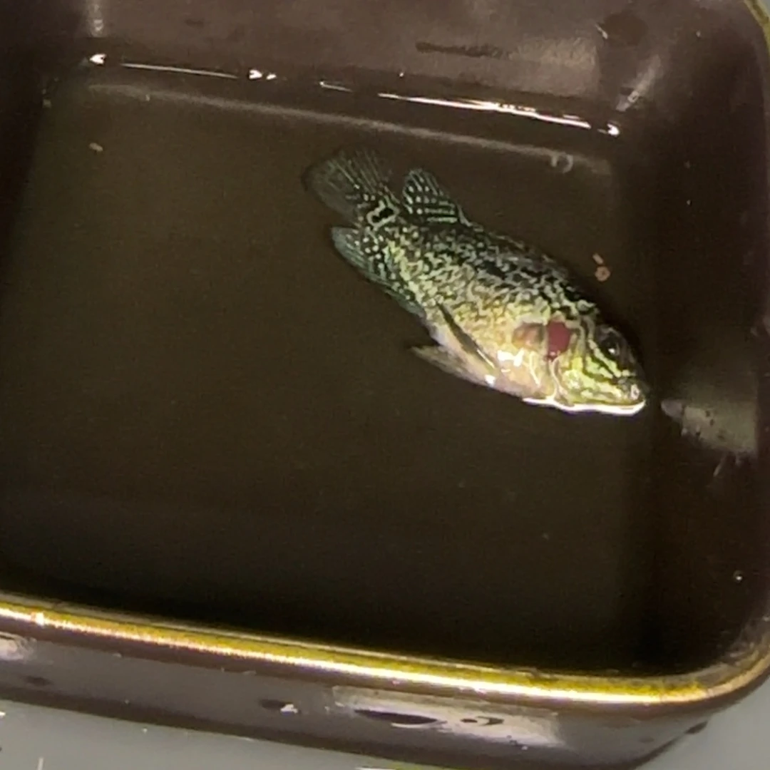 罗汉鱼马来西亚吉隆坡Nk邦兰毒苗