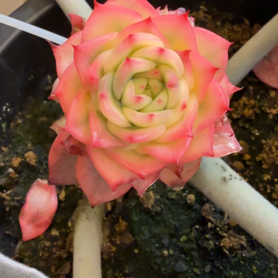 佛罗瑞安娜多头 安吉园艺