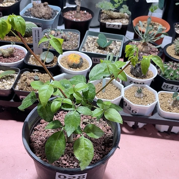 028米尔德扭力没药橄榄